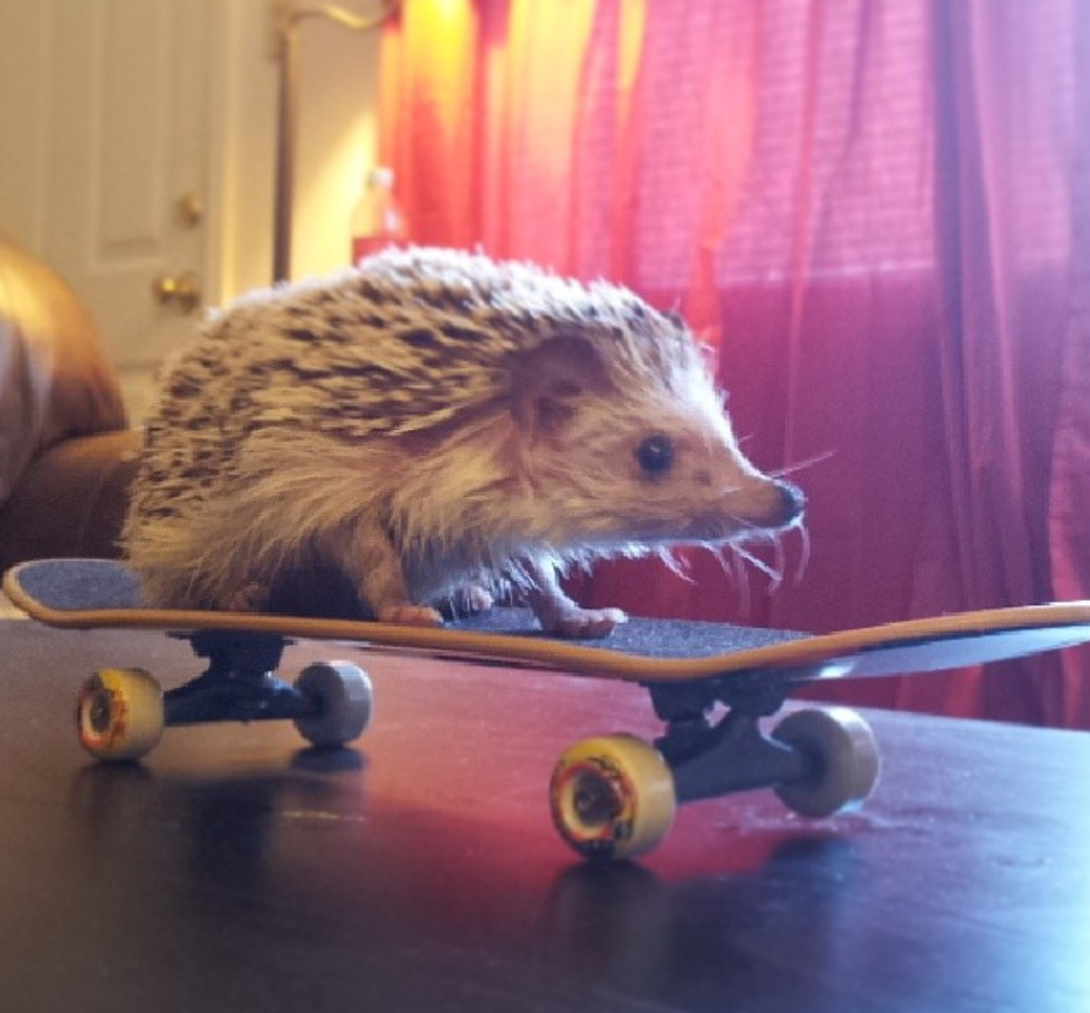 Och Norman räds inga faror. Inte ens fallet från en skateboard på ett bord. Och Norman räds inga faror. Inte ens fallet från en skateboard på ett bord.